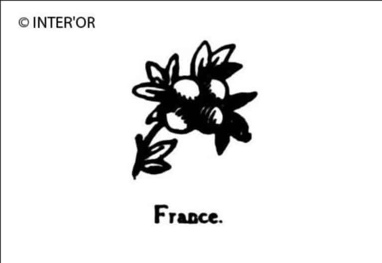 Branche de prunier avec fruit