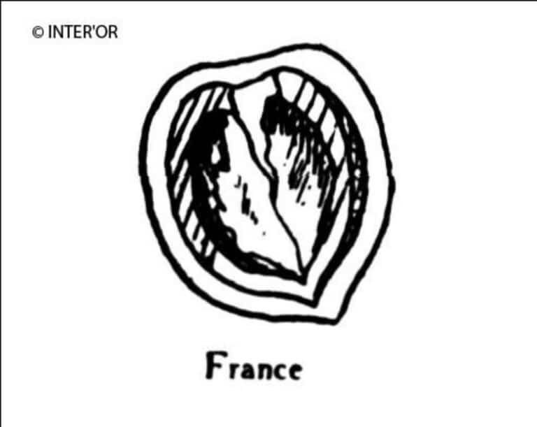 Coquille de noix