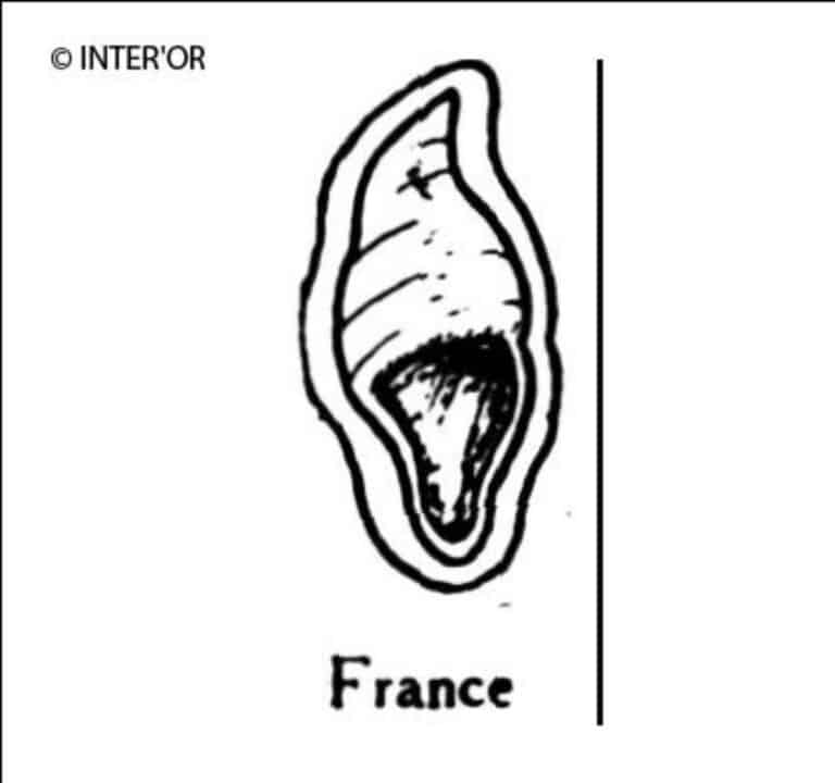 Coquille marine a volute