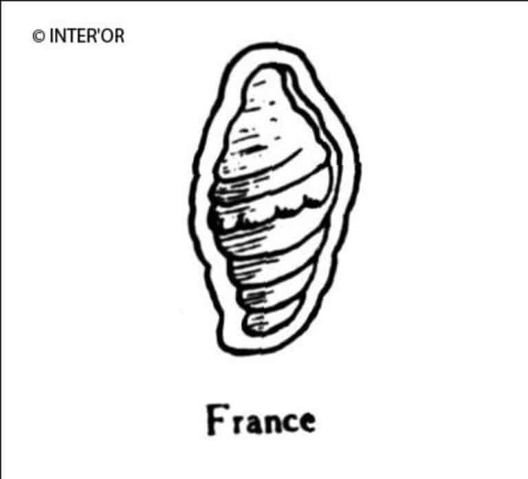 Coquille marine a volute vue par le dehors