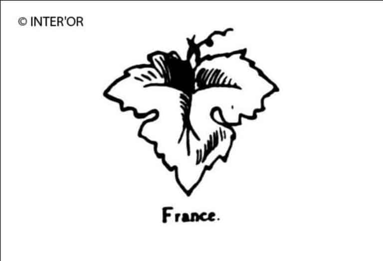 Feuille de vigne
