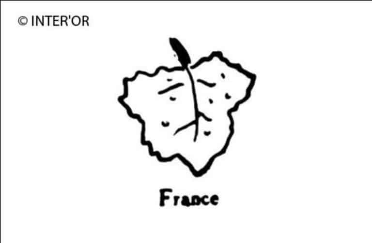 Feuille de vigne