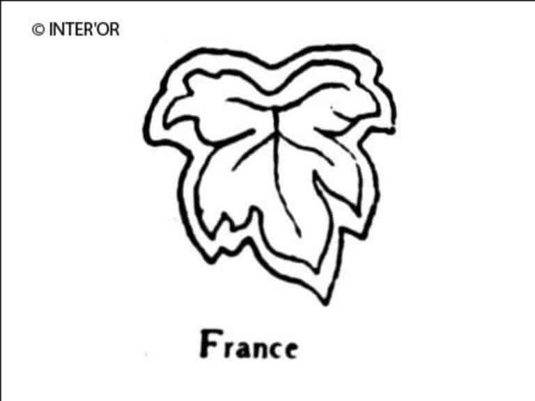 Feuille de vigne