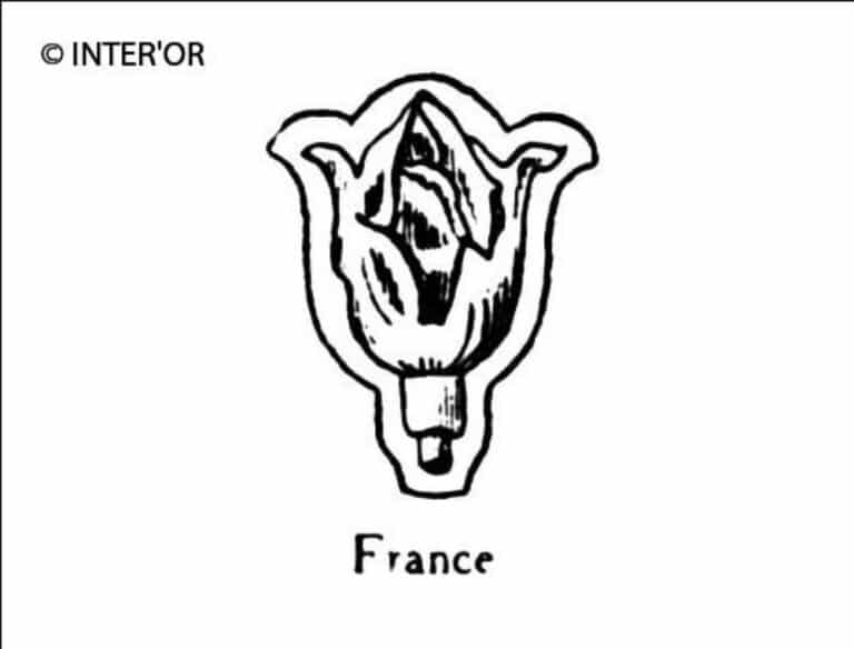 Fleur de grenadier