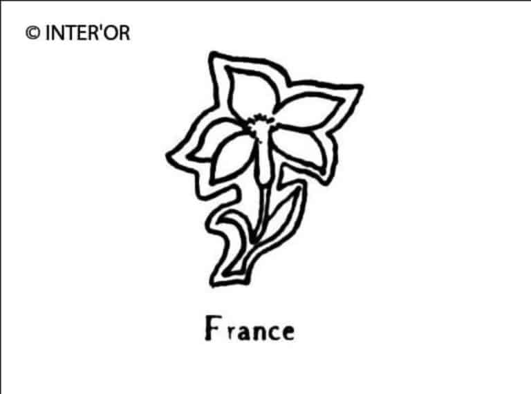 Fleur de jasmin