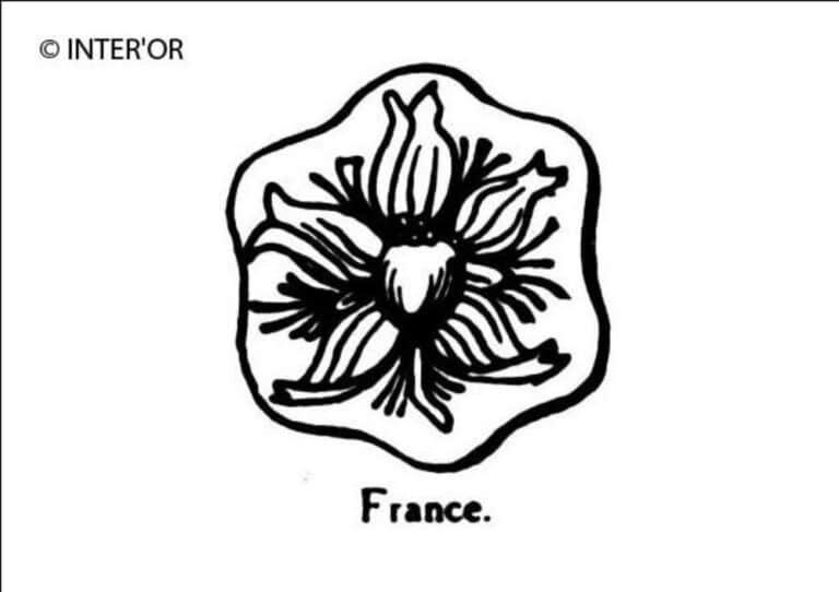 Fleur de pavot