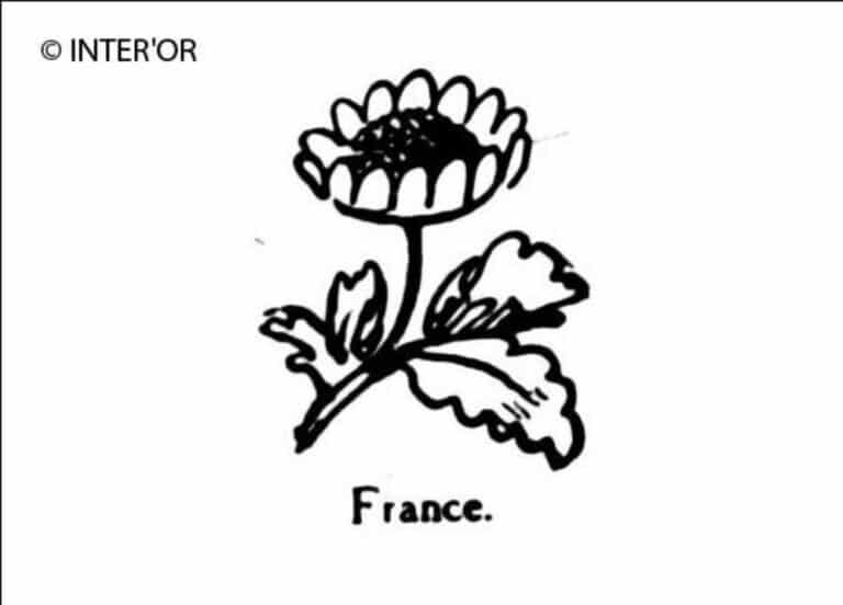 Fleur de souci