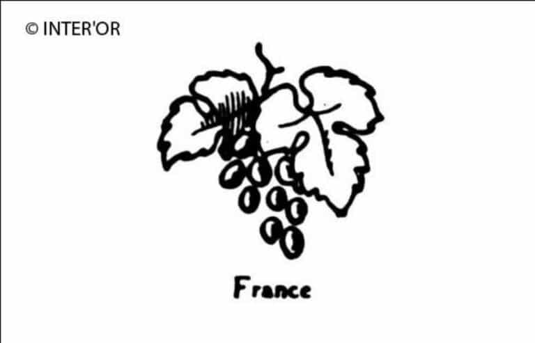 Grappe de raisin