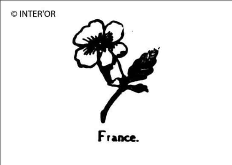 Œillet
