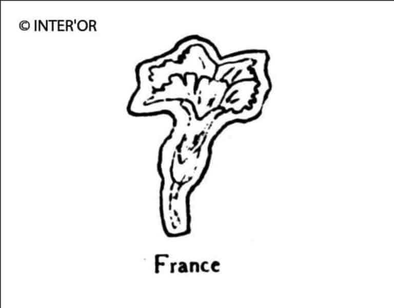 Œillet