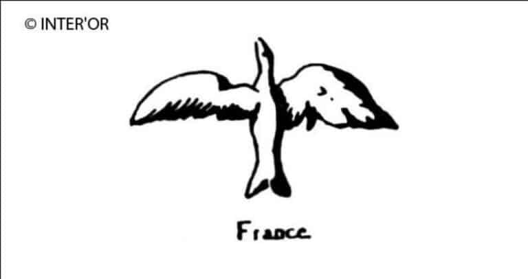 Oiseau aux ailes deployees
