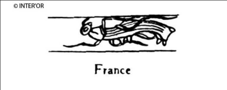 Perce-oreille