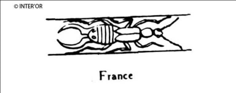 Perce-oreille vu de dos