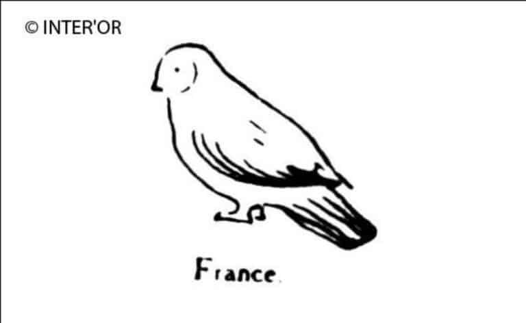 Pigeon