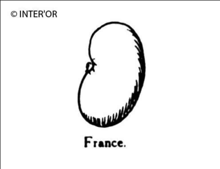 Rognon