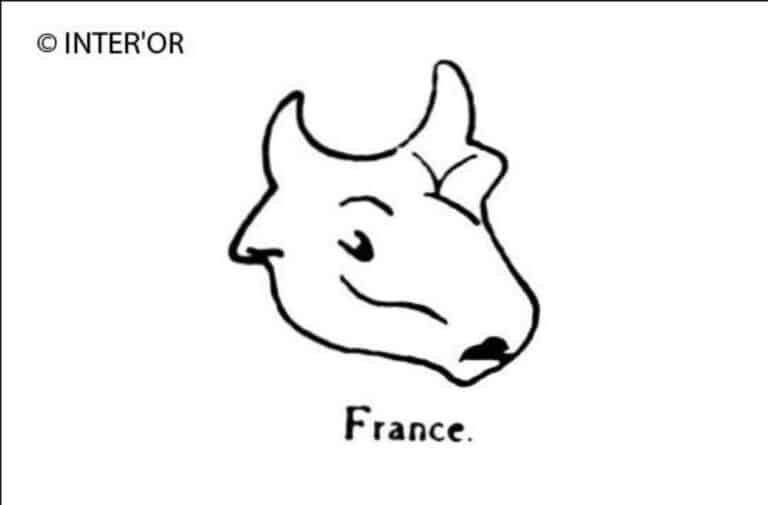 Tete de bœuf