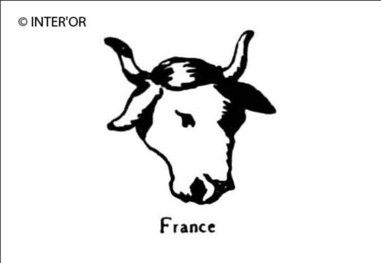 Tete de bœuf