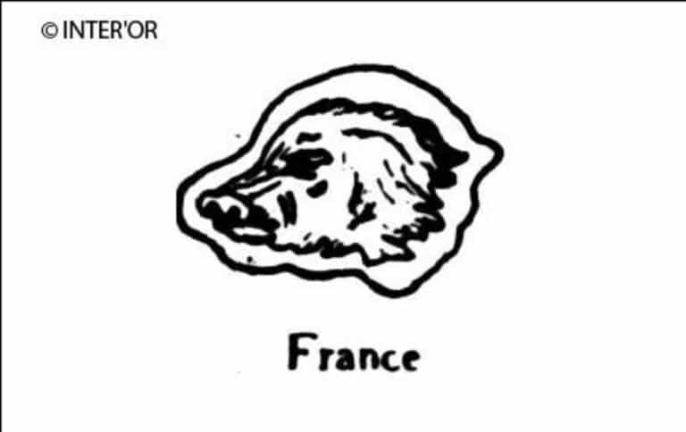 Tete de loup