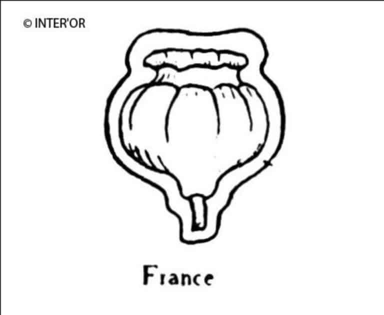 Tete de pavot