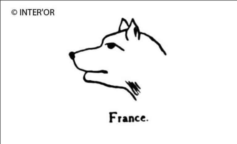 Tete de renard
