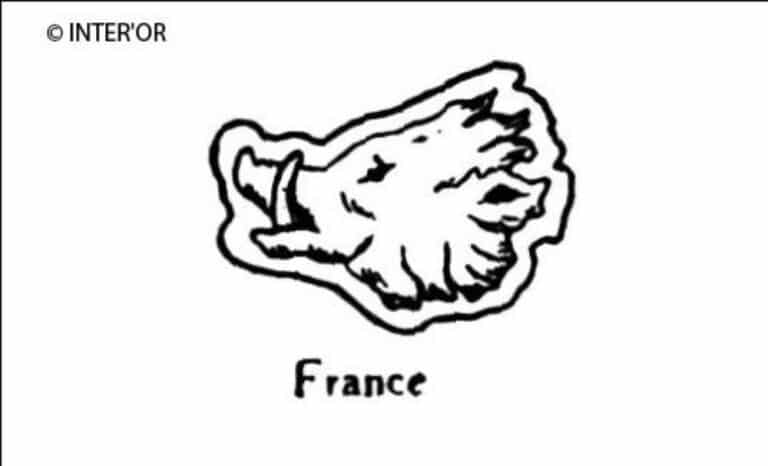 Tete de sanglier