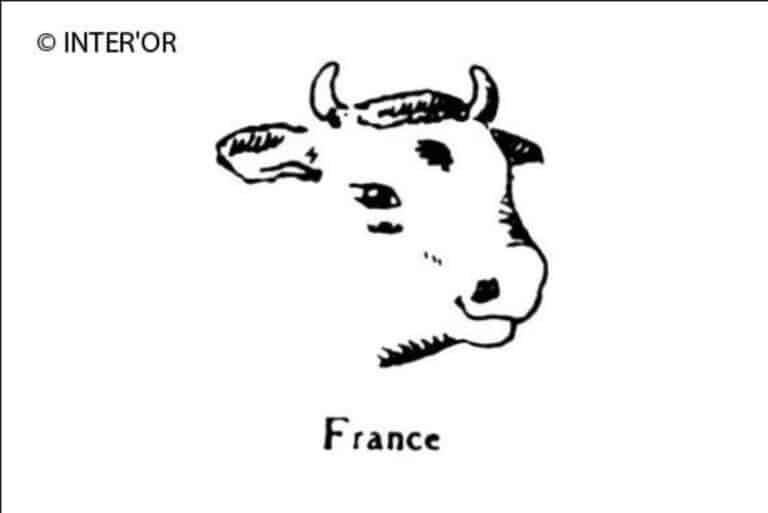 Tete de vache